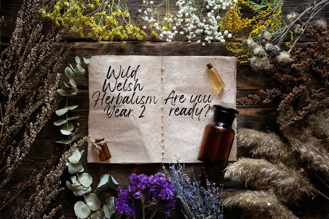 IN PERSON - Wild Welsh Herbalism - YEAR TWO