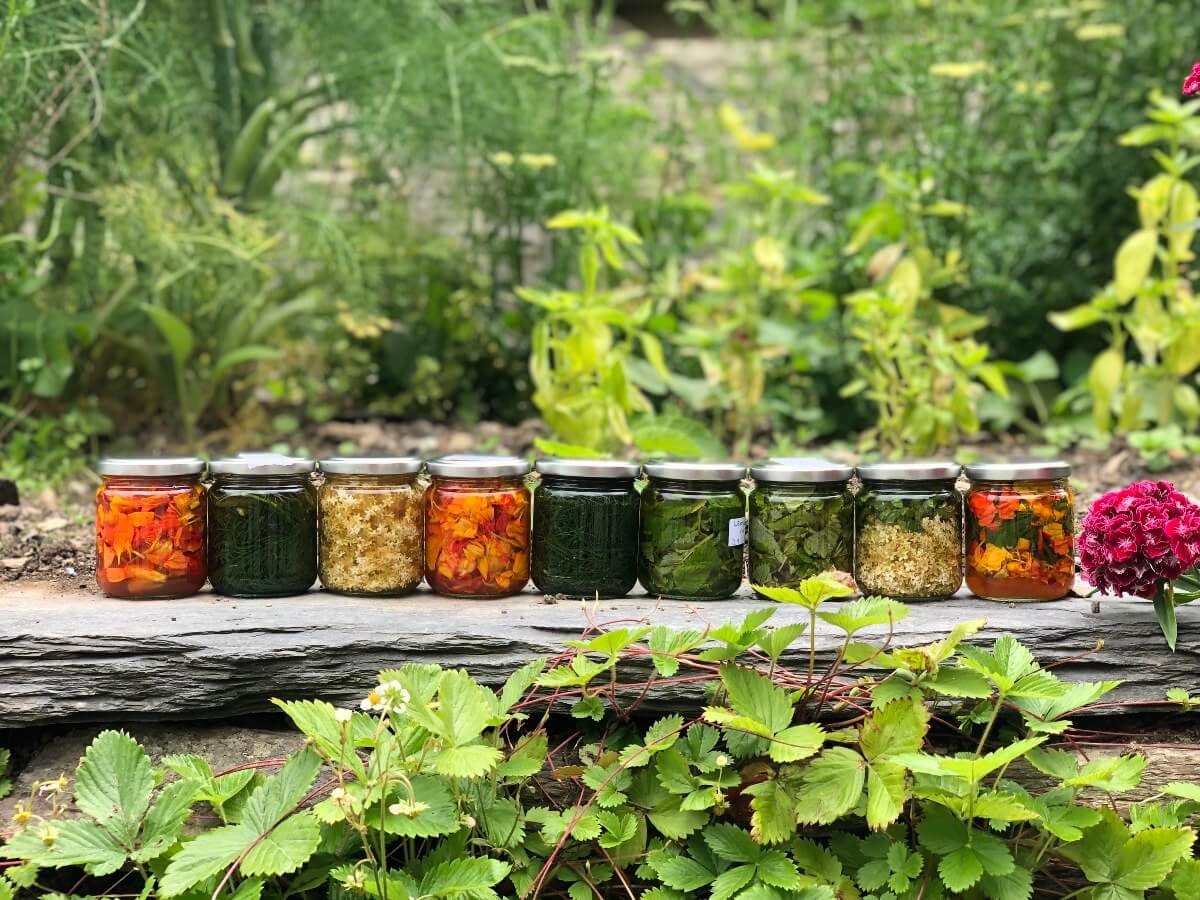 ONLINE - Wild Welsh Herbalism