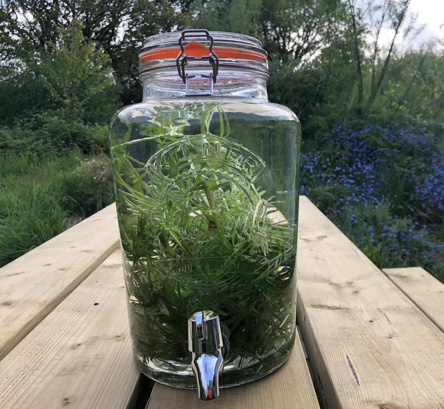 Make Your First Herbal Drink: Simple Welsh Recipes Using Fresh Spring Herbs